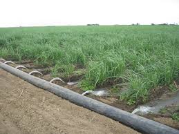 Image for Demand for Efficient Agriculture to Drive Micro Irrigation Systems Market with ID of: 1147735