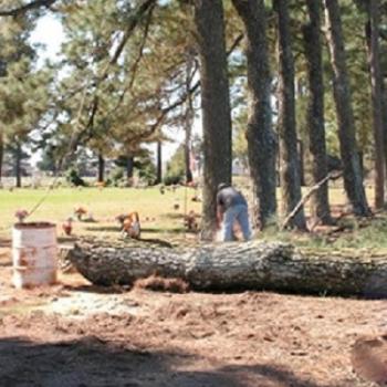 Image for Professional Tree Service with ID of: 1148795