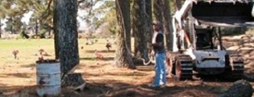 Image for Professional Tree Service with ID of: 1148796
