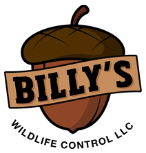 Image for Billy's Wildlife Control with ID of: 1150960