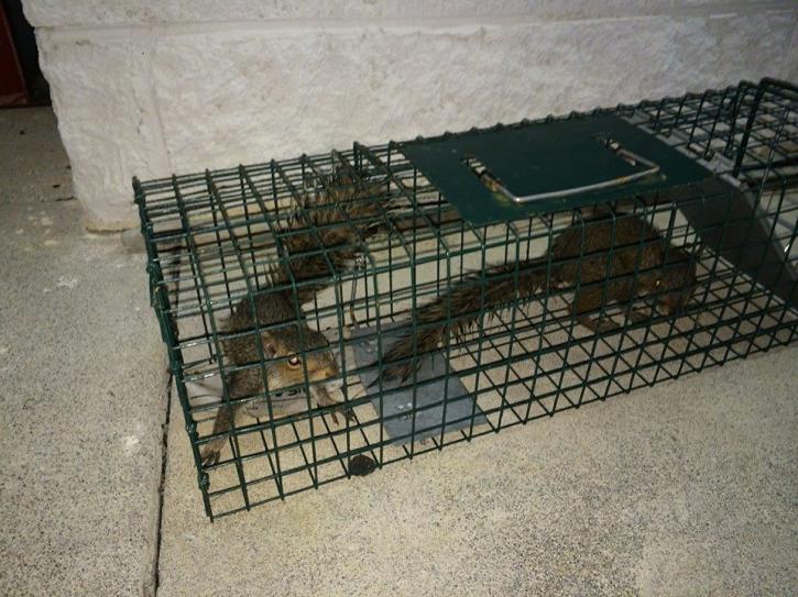 Image for Billy's Wildlife Control with ID of: 1150965