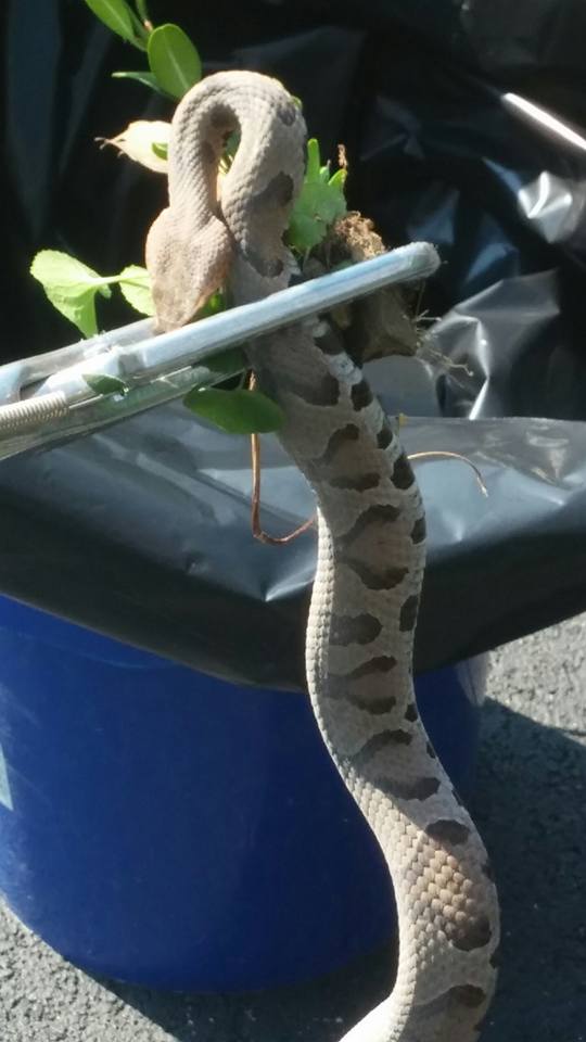 Image for Billy's Wildlife Control with ID of: 1150967