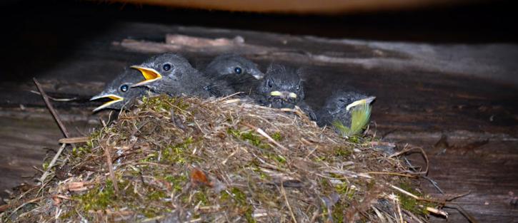 Image for Billy's Wildlife Control with ID of: 1150972