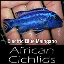 Image for Neighborhood Fish Farm with ID of: 1151083