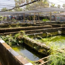 Image for Neighborhood Fish Farm with ID of: 1151085