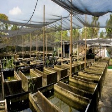 Image for Neighborhood Fish Farm with ID of: 1151086