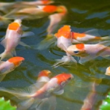 Image for Neighborhood Fish Farm with ID of: 1151087