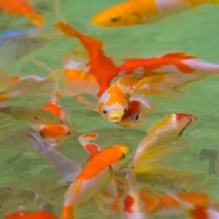 Image for Neighborhood Fish Farm with ID of: 1151091