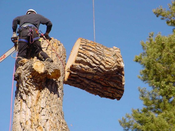 Image for Escondido's Best Tree Service with ID of: 1151614