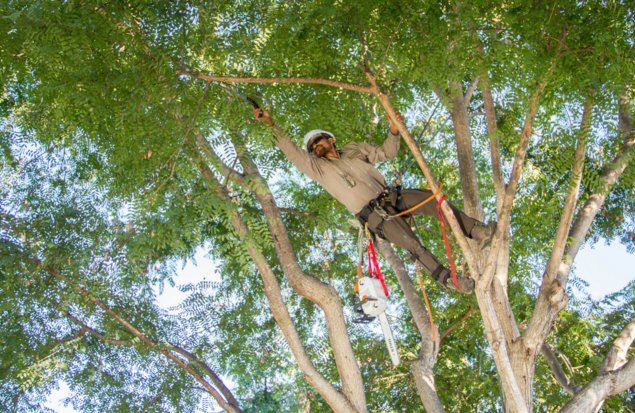 Image for Escondido's Best Tree Service with ID of: 1151633