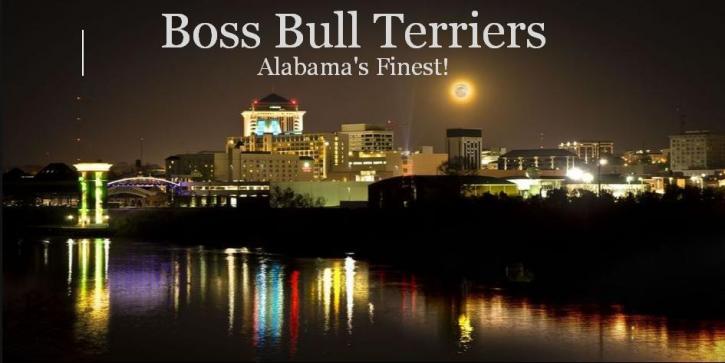 Image for Boss Bull Terriers with ID of: 1153291