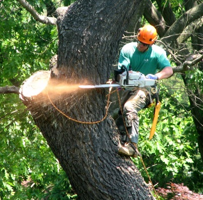 Image for Best Tree Service Memphis with ID of: 1153339