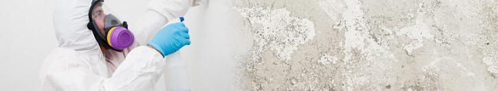 Image for Mold Removal Masters with ID of: 1153432