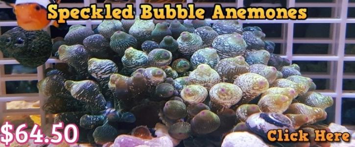 Image for YourFishStore with ID of: 1153706