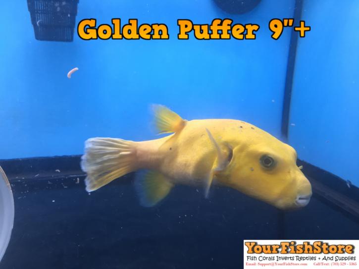Image for YourFishStore with ID of: 1153707