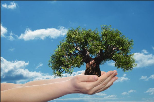 Image for Best Tree Care Kingwood with ID of: 1157514