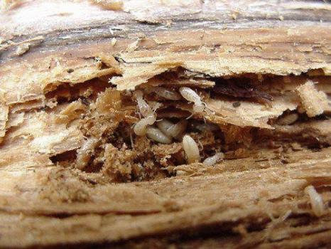 Image for Pest Control Solutions with ID of: 1158284