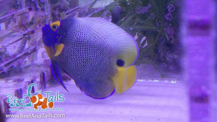 Image for Reef and Tails with ID of: 1158652