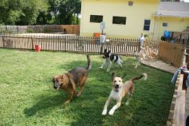 Image for Doggie Dude Ranch with ID of: 1160235