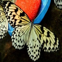 Image for Ericka Lavigne Hypnotherapy with ID of: 1160839
