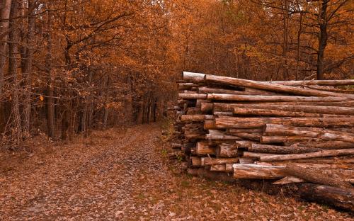 Image for Quality Firewood & Logging Inc with ID of: 1161060