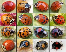 Image for Lady Bug Pest Control with ID of: 1161992