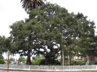 Image for Tree Sculpture with ID of: 1162162