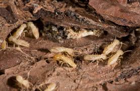 Image for Home Pest Inspection with ID of: 1162313