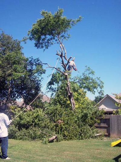 Image for Above All Tree Service with ID of: 1164596