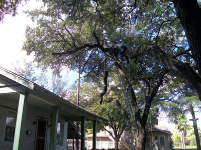 Image for Above All Tree Service with ID of: 1164597