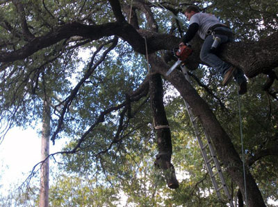 Image for Above All Tree Service with ID of: 1164598
