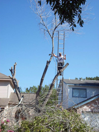 Image for Above All Tree Service with ID of: 1164601