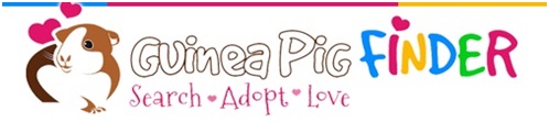 Image for Get Information to Adopt a Guinea Pig? with ID of: 1165432