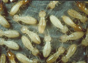 Image for Buzz Kill Pest Control with ID of: 1166639
