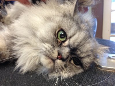 Image for Happy Tails Bathing & Grooming with ID of: 1166899
