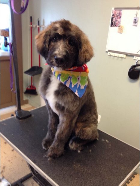 Image for Happy Tails Bathing & Grooming with ID of: 1166900