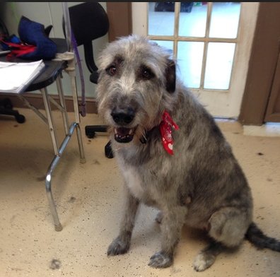 Image for Happy Tails Bathing & Grooming with ID of: 1166901