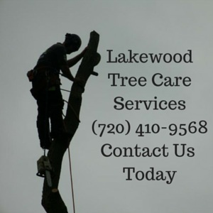 Image for Lakewood Tree Care Services with ID of: 1167223