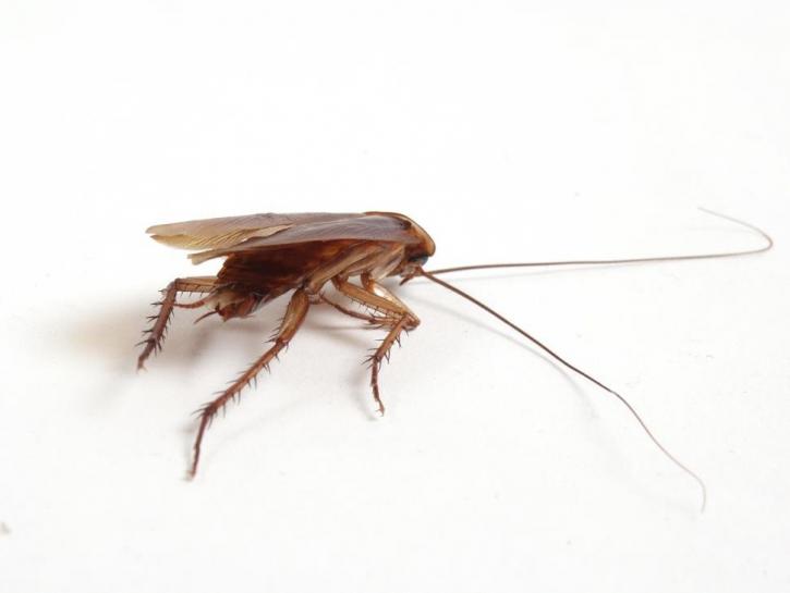Image for B & D Pest Solutions with ID of: 1167284