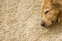 Image for Rockford Carpet Cleaning with ID of: 1167931