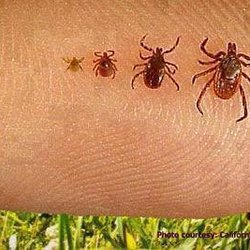 Image for Complete Pest Control Services with ID of: 1170395