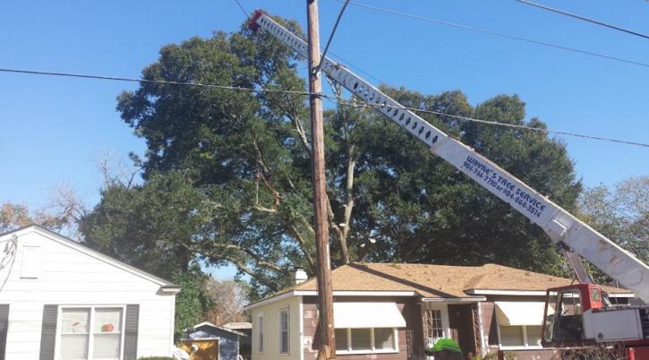 Image for Wayne's Tree Service LLC with ID of: 1171028