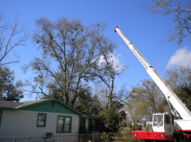 Image for Wayne's Tree Service LLC with ID of: 1171032