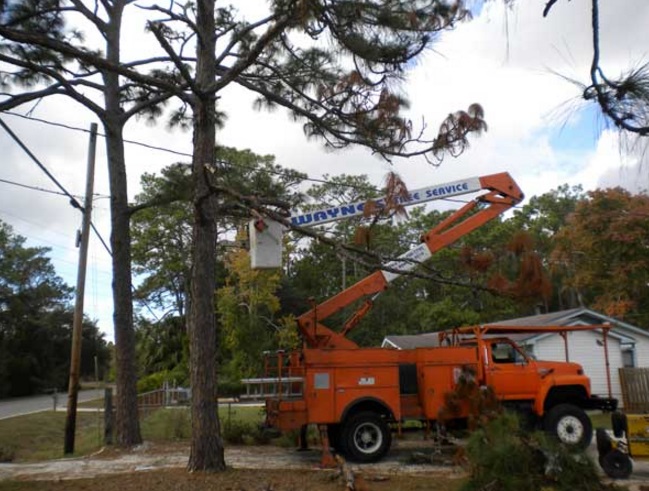 Image for Wayne's Tree Service LLC with ID of: 1171046