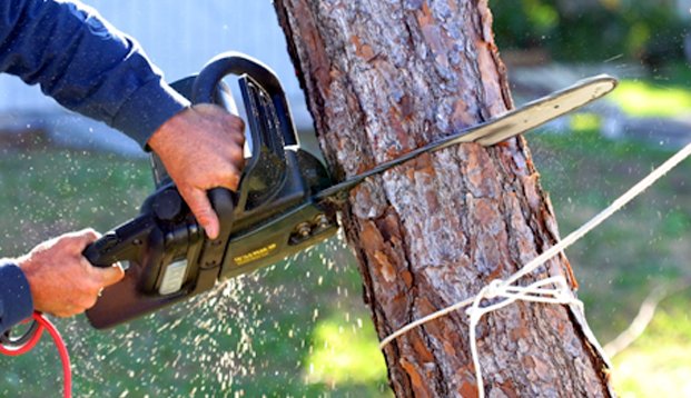 Image for Tree Service Spokane with ID of: 1173538