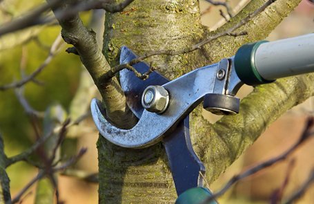 Image for Tree Service Spokane with ID of: 1173540