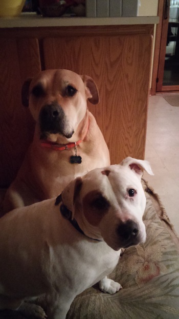 Image for Marietta Heart Hounds with ID of: 1176900