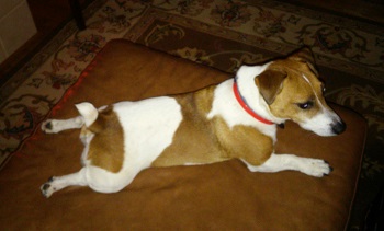 Image for Marietta Heart Hounds with ID of: 1176909