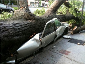 Image for Stein Tree Service with ID of: 1178338