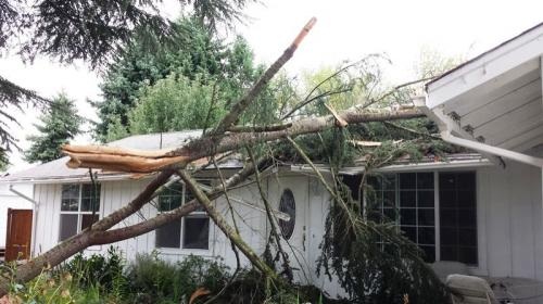 Image for Stein Tree Service with ID of: 1178342